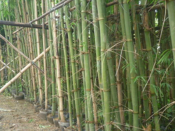 百科内容相关图片