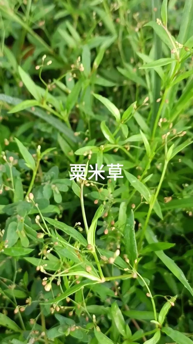 百科内容相关图片