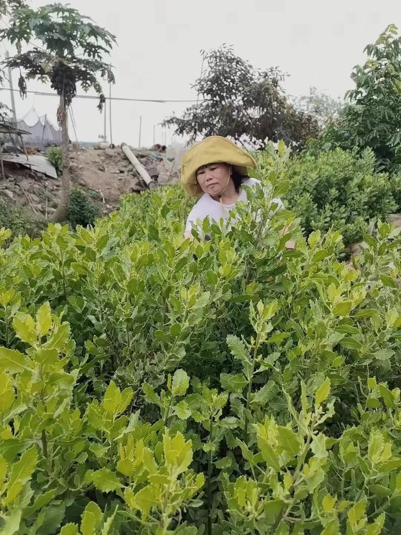 栾樨百科详情 | 中医百科 - 笔尖中医