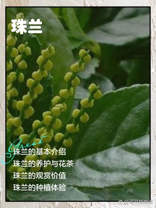 珠兰百科详情 | 中医百科 - 笔尖中医